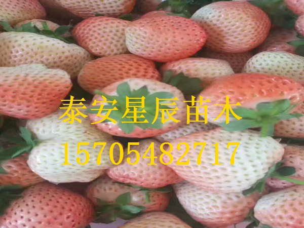 上海晶玉草莓苗草莓苗出售多少钱一斤