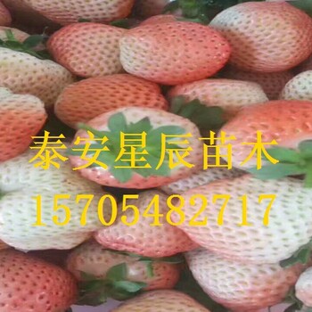 天津明晶草莓苗草莓苗高产的栽培方式
