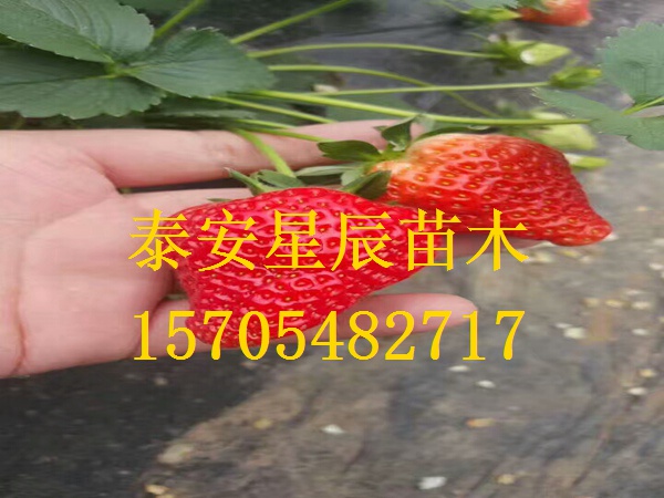 上海明晶草莓苗草莓苗一般什么价格