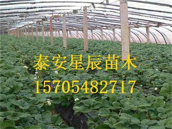 天津明晶草莓苗草莓苗产的栽培