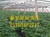 北京草莓王子草莓苗目前新品种草莓苗