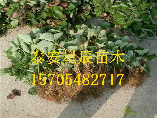天津章姬草莓苗安徽省種的草莓苗品種