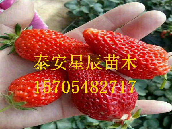 天津白草莓苗种植技术