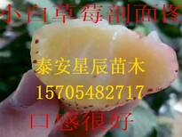 天津红实美草莓苗果型漂亮的草莓苗图片4