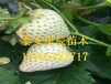 天津宝交草莓苗草莓苗种植技术视频