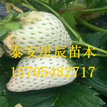 上海章姬草莓苗高产量高收入的草莓苗