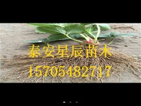 北京美德莱特草莓苗一亩栽植多少棵图片3