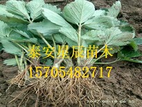 北京美德莱特草莓苗一亩栽植多少棵图片4