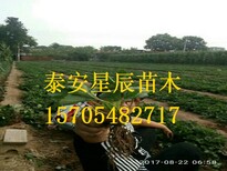 北京美德莱特草莓苗一亩栽植多少棵图片5