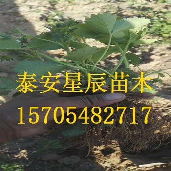上海达娜草莓苗适合贵州省种的草莓苗品种