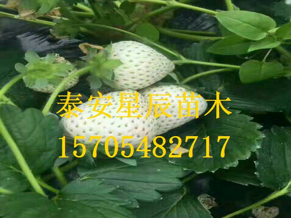 北京牛奶草莓苗草莓苗