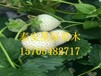 北京硕丰草莓苗草莓苗种植技术视频