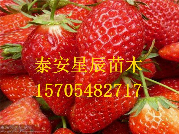 天津菠萝草莓苗批发