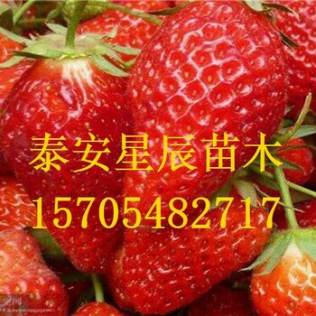 北京法兰地草莓苗草莓苗无缘无故死去