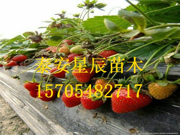 天津章姬草莓苗安徽省種的草莓苗品種