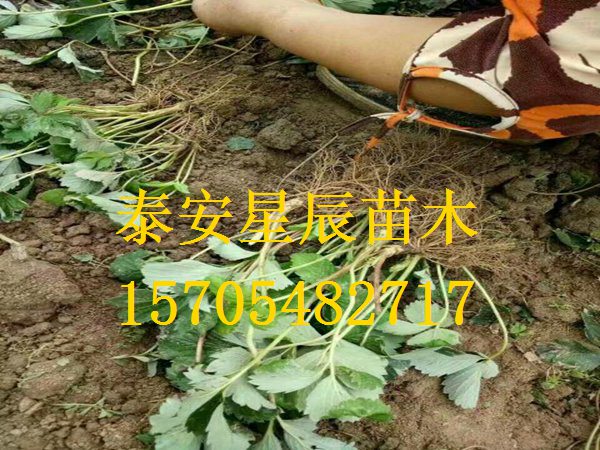 北京菠萝草莓苗品种特性
