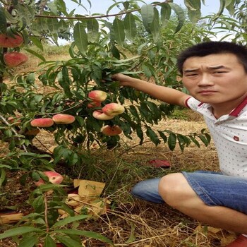 金秋王桃桃樹幼苗管理要點