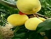 金秋王桃桃树亩产量最高的桃