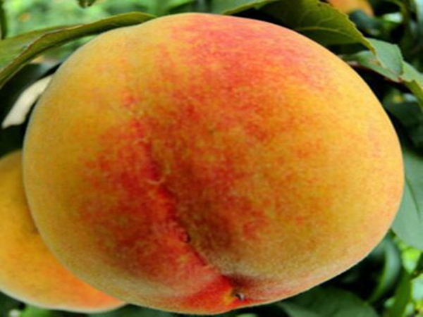 中桃10号桃树授粉树的品种选择