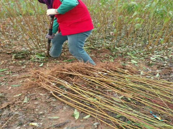 永莲1号桃树一亩种植多少棵