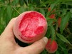 晚熟桃树营养价值及功效
