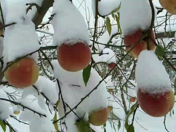 冬丰冬桃桃树2020年市场接纳的品种介绍