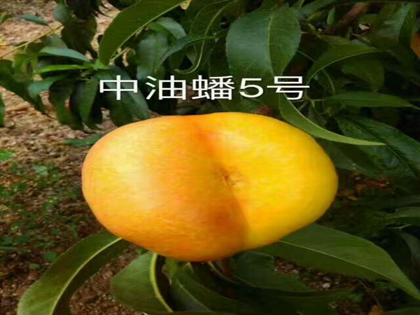 红硕1号桃树无核