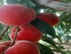 7公分桃树亩产效益高