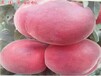 中桃红玉桃树抗逆性强，易成活
