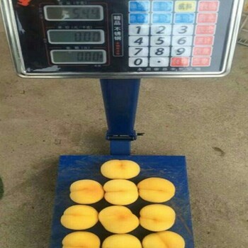 倉方早生桃樹一畝種植多少棵佳