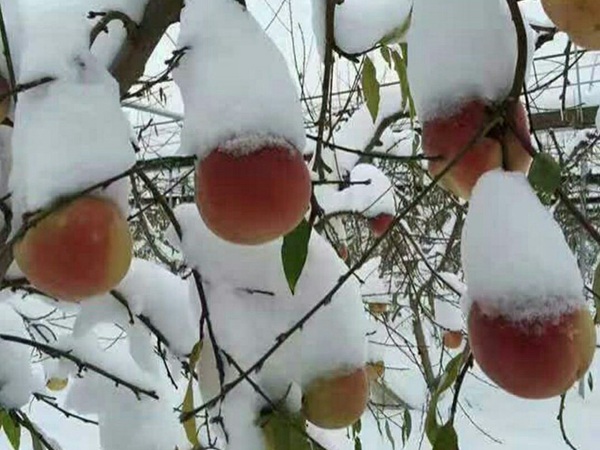 冬丰冬桃桃树建园定植要求