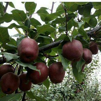 奇红早酥梨树育苗基地，价格透明
