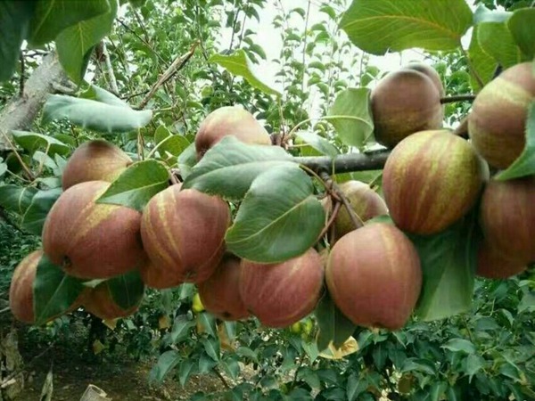 奇红早酥梨树育苗基地，价格