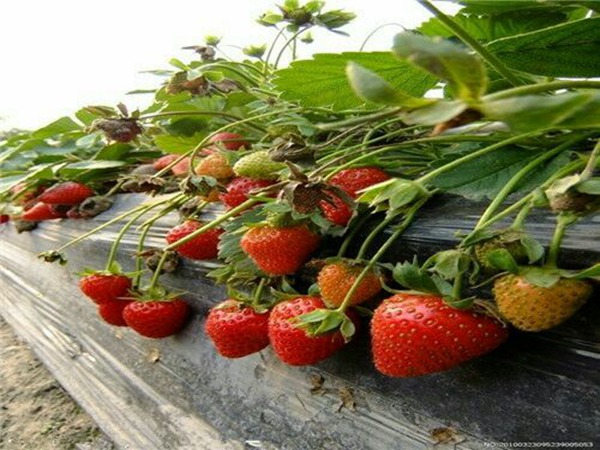 莎草莓苗价格/品种信息免费