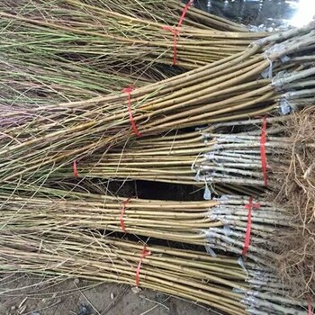 徐香獼猴桃樹幼苗培育基地