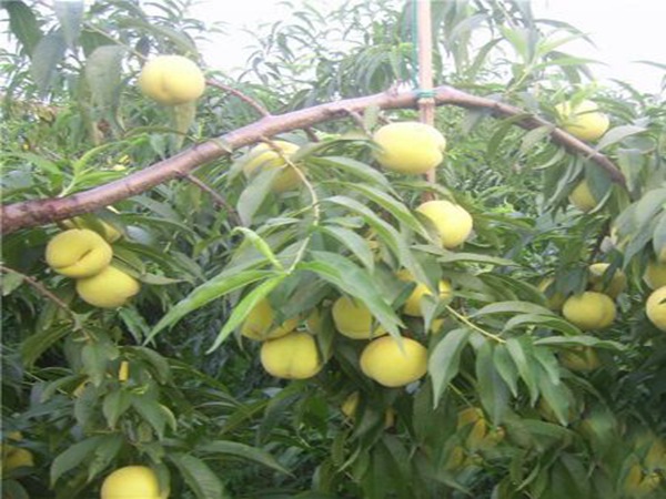 桃熏草莓苗現(xiàn)在火的草莓苗品種