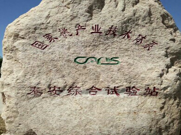 周至獼猴桃樹種植，如何經濟效益