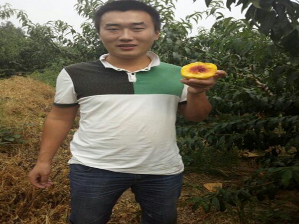 周至獼猴桃樹成品苗