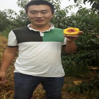 福晨櫻桃樹多少錢一支