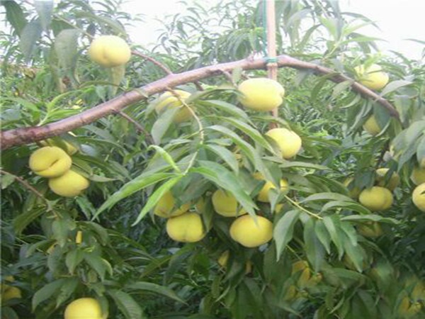 周至獼猴桃樹(shù)定植年，如何進(jìn)行夏剪