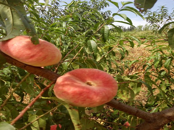 東紅獼猴桃樹2020年市場接納的品種介紹