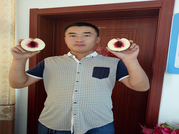 福秀桃樹價格
