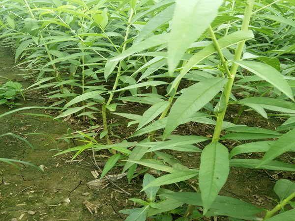 福秀桃樹(shù)栽植要求
