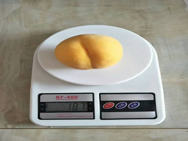 福晨櫻桃樹病蟲害