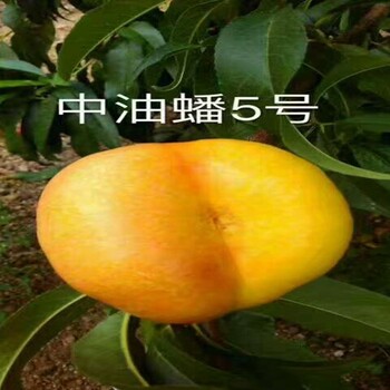 金福獼猴桃樹新品種上市