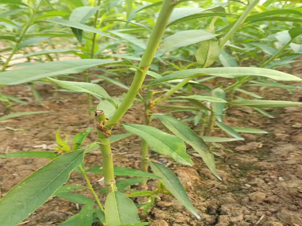 周至獼猴桃樹采摘