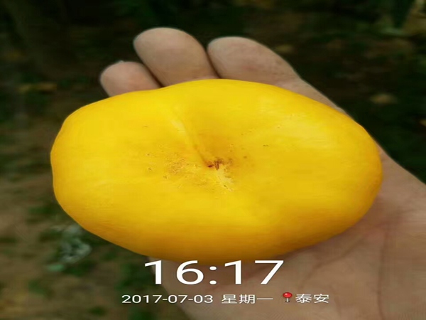 福晨樱桃树什么时候种植好