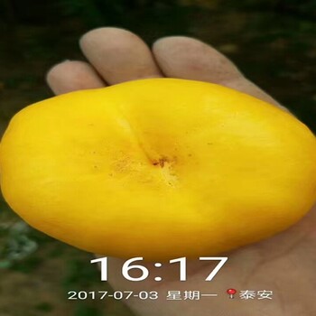 紅肉獼猴桃樹種植合作社，苗源可靠