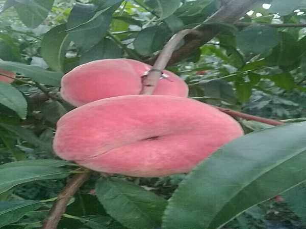 福晨櫻桃樹櫻桃技術(shù)