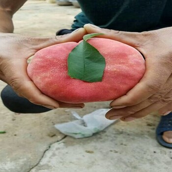 福秀桃樹種植合作社